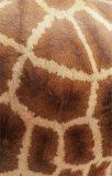  Giraffe Pattern 