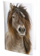 Horse Icelander